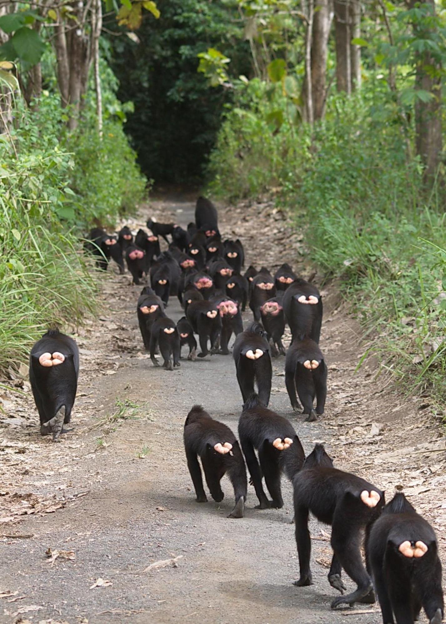 Tangkoko Macaca Hotell Rinondoran Exteriör bild