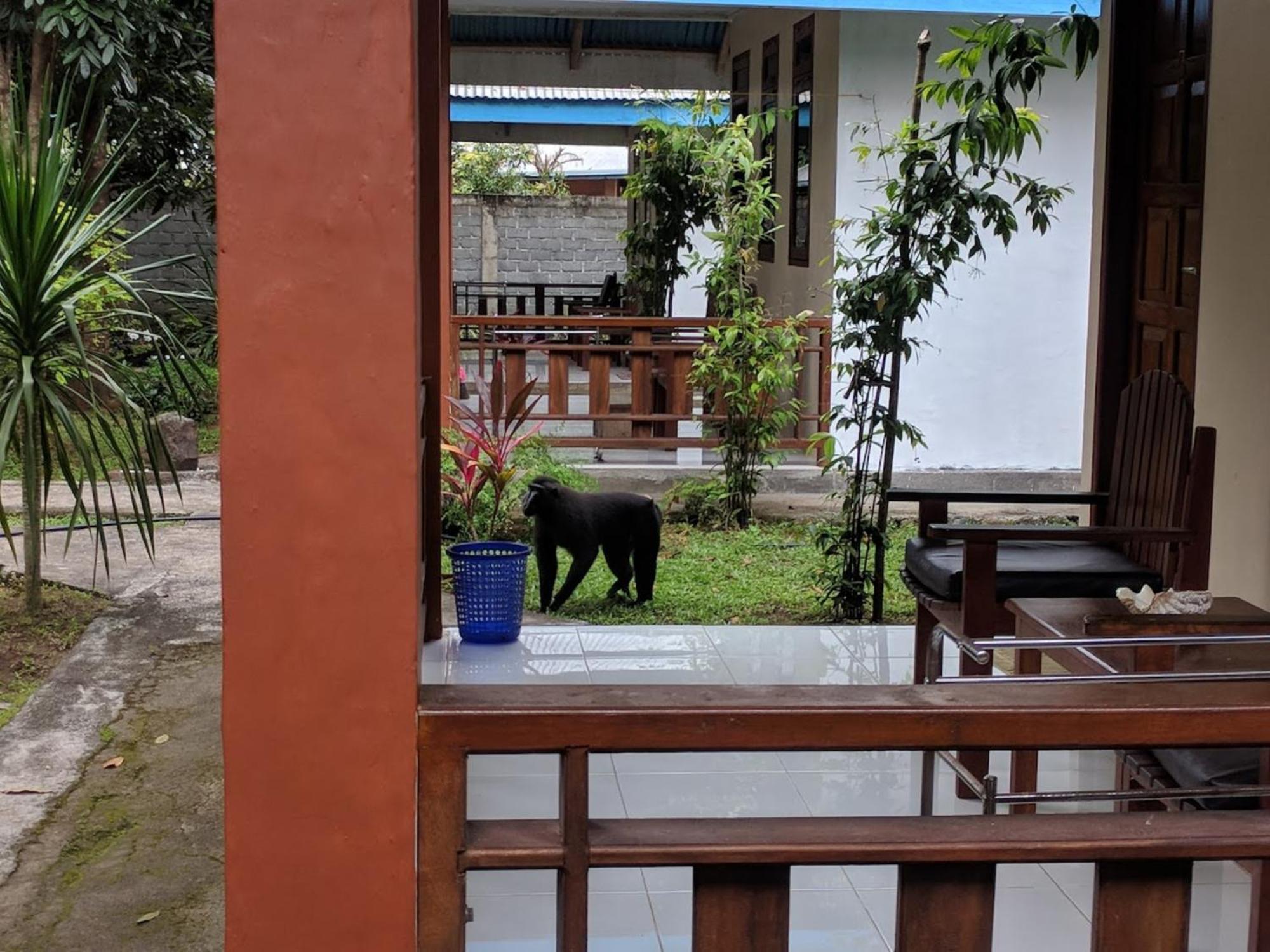 Tangkoko Macaca Hotell Rinondoran Exteriör bild