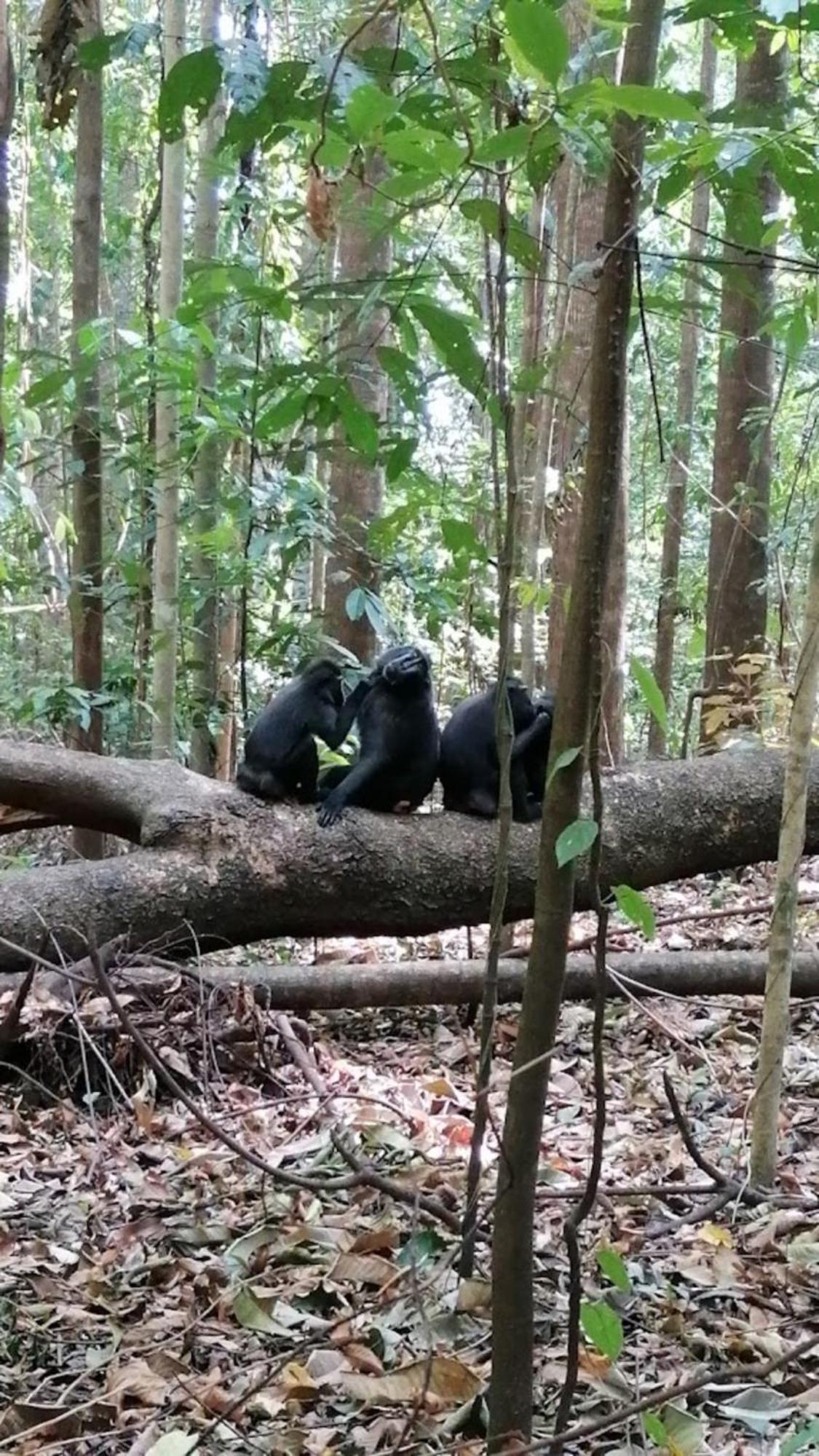 Tangkoko Macaca Hotell Rinondoran Exteriör bild